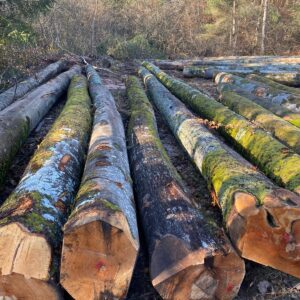 LOGS FROM EUROPE